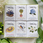 The Shops at Colonial Williamsburg Scented Garden Soap Set