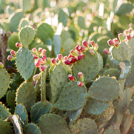 Bramble Berry Agave Bloom Fragrance Oil