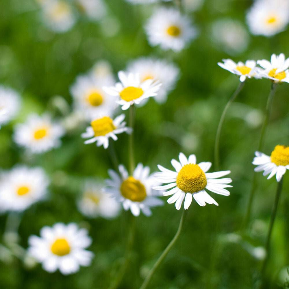 Bramble Berry Chamomile, Roman Essential Oil