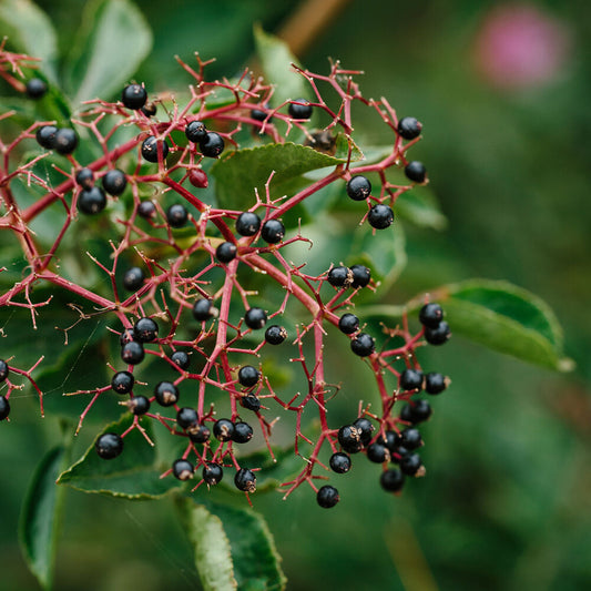 Bramble Berry Elderberry and Evergreen Fragrance Oil