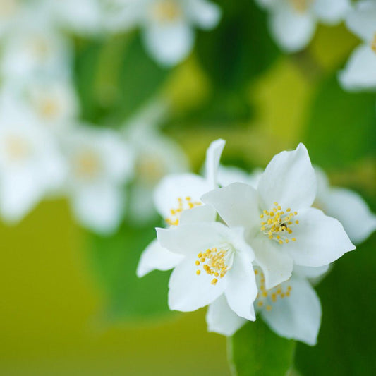 Bramble Berry Jasmine Sambac Absolute