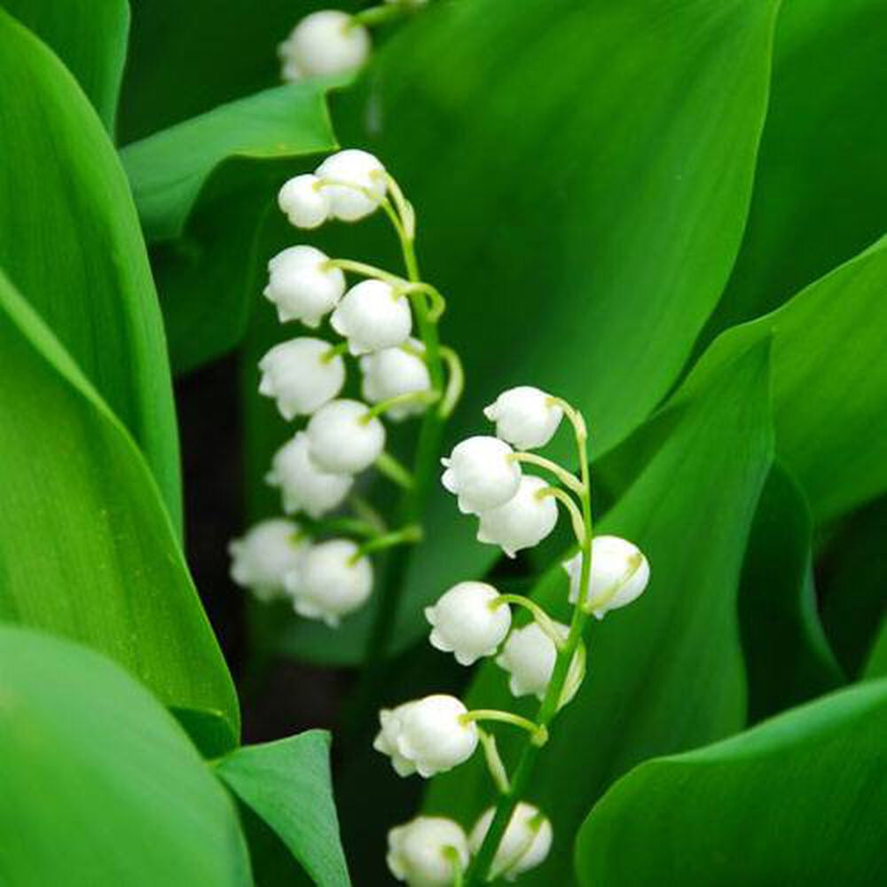 Bramble Berry Lily of the Valley Fragrance Oil