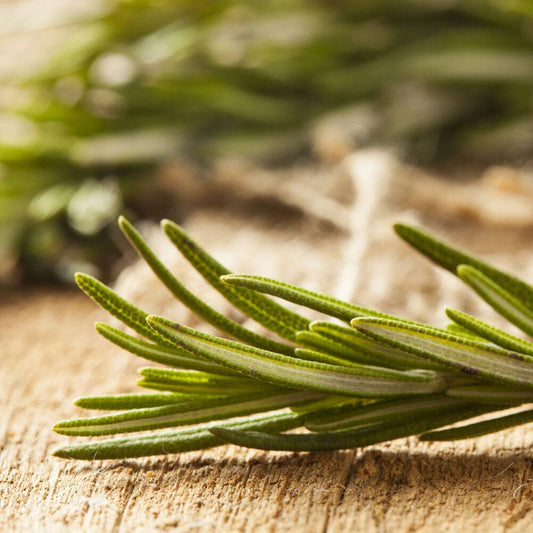 Bramble Berry Rosemary Essential Oil