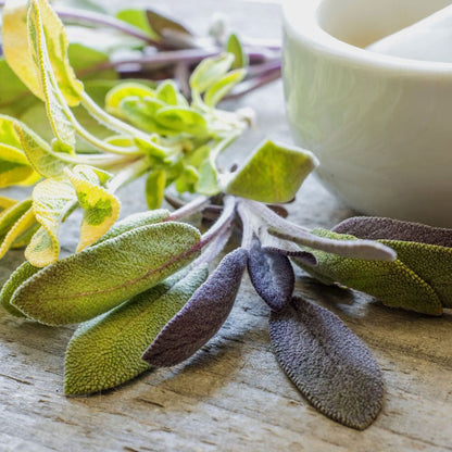 Bramble Berry Sage - Dalmatian Essential Oil